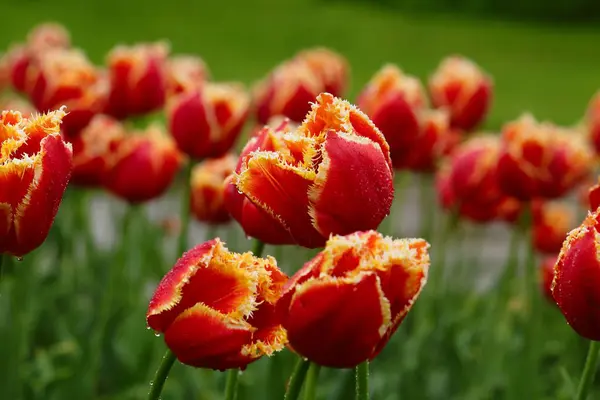 Des tulipes fraîches en fleurs dans le jardin du printemps — Photo