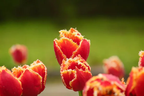 Verse bloeiende tulpen in de lentetuin — Stockfoto