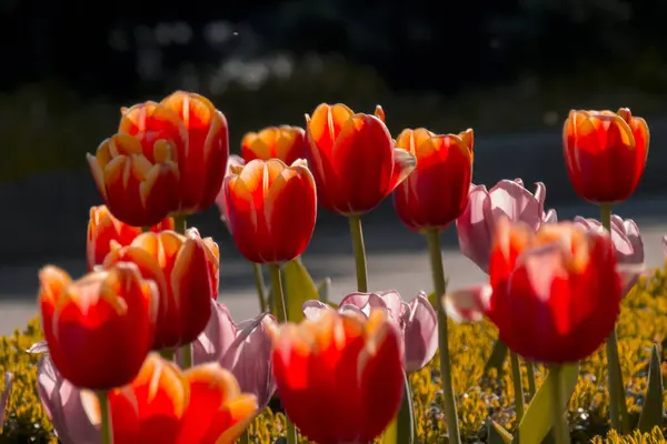 春の庭で新鮮な開花チューリップ — ストック写真