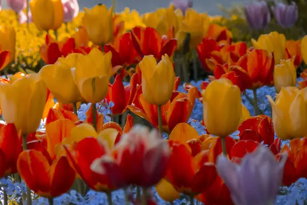 Des tulipes fraîches en fleurs dans le jardin du printemps — Photo