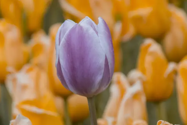Des tulipes fraîches en fleurs dans le jardin du printemps — Photo