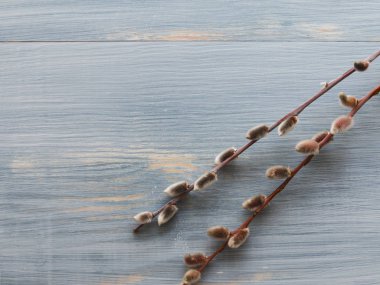 mavi arka plan bahar söğüt ağacı.