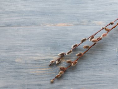 mavi arka plan bahar söğüt ağacı.