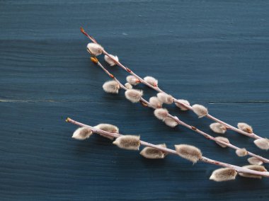 mavi arka plan bahar söğüt ağacı.