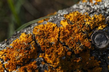 Closeup çam kabuğu ağaç doğa üzerinde