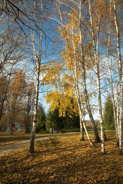 Prachtige bomen ingesteld tegen de blauwe hemel. Zonsondergang in de herfst — Stockfoto