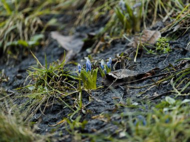 Kardelen bahar çiçekleri. Hassas kardelen çiçek. Taze yeşil mavi çiçekleri de tamamlayan.