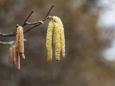 Huş (Betula pendula). çiçek ve genç leafes