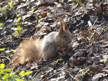 Zemin ve holding ve fındık yemek üzerinde oturan küçük komik sincap.