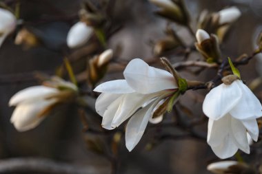 Güzel bahar bloom Manolya ağaçları için beyaz çiçekler