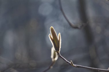 Güzel bahar bloom Manolya ağaçları için pembe çiçekler