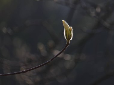 Güzel bahar bloom Manolya ağaçları için pembe çiçekler