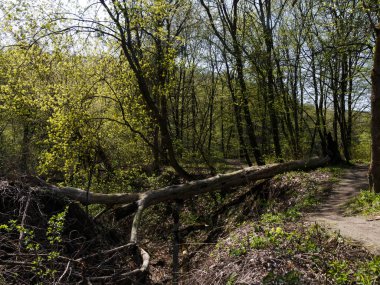 Orman güneşli gün mavi gökyüzü güzel ağaçlar bahar