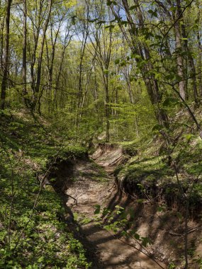 Orman güneşli gün mavi gökyüzü güzel ağaçlar bahar