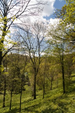 Orman güneşli gün mavi gökyüzü güzel ağaçlar bahar