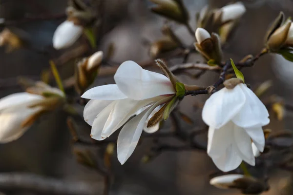 Όμορφη άνοιξη ανθίζουν για δέντρα magnolia λευκά λουλούδια — Φωτογραφία Αρχείου