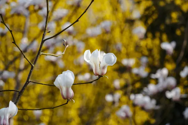 Όμορφη άνοιξη ανθίζουν για δέντρα magnolia λευκά λουλούδια — Φωτογραφία Αρχείου