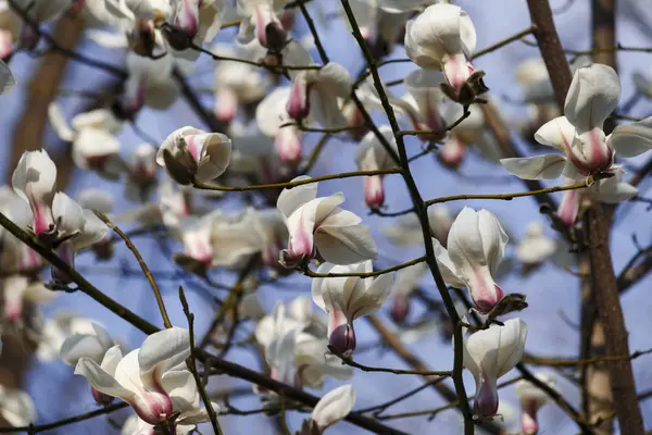 Όμορφη άνοιξη ανθίζουν για δέντρα magnolia λευκά λουλούδια — Φωτογραφία Αρχείου
