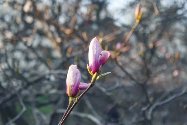 Όμορφη άνοιξη ανθίζουν για δέντρα magnolia ροζ λουλούδια — Φωτογραφία Αρχείου