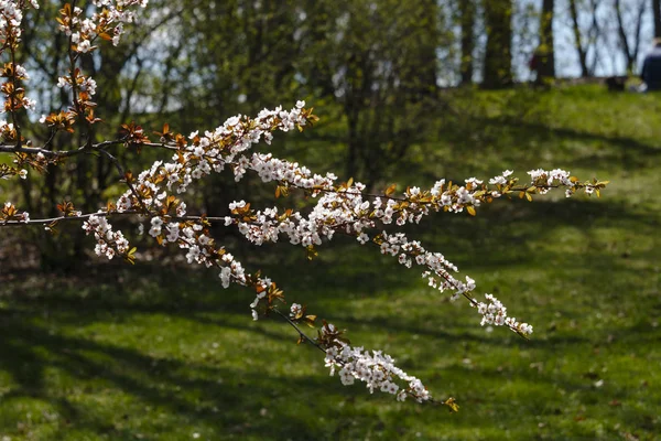 Sacura-Baumblüte im Park — Stockfoto