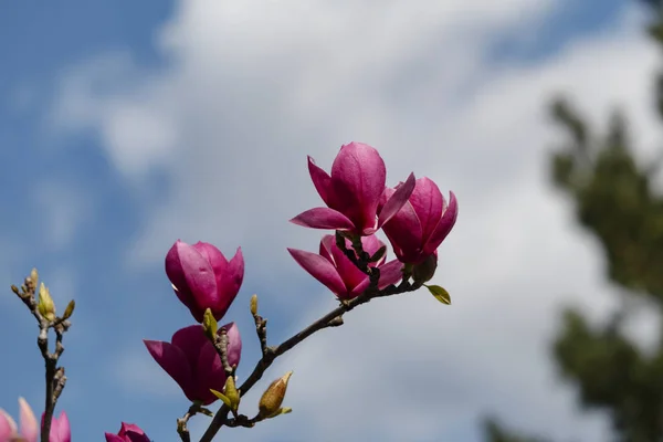 Όμορφη άνοιξη ανθίζουν για δέντρα magnolia ροζ λουλούδια — Φωτογραφία Αρχείου