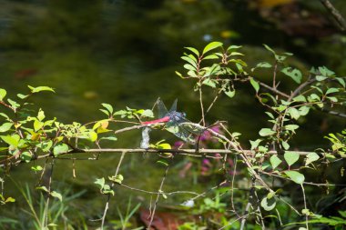 Yusufçuk Cao Bang Eyaleti, Vietnam.