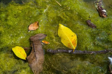 Güzel manzara Ngoc Con komünü, Trung Khanh Bölgesi, Cao Bang Bölgesi, Vietnam