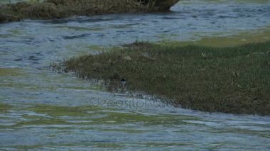 Vietnam ve Çin tahtası boyunca Banyue veya Ban Gioc şelalesi.