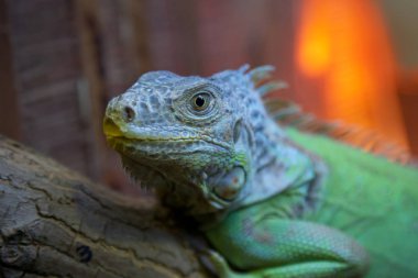 İguana bulanık bir arka plan üzerinde