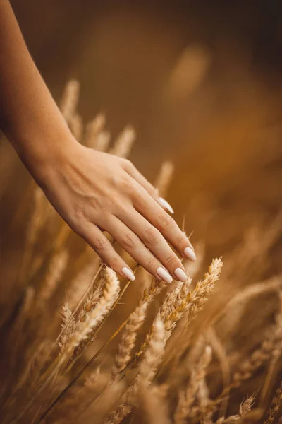 Main avec des coups de manucure épillets de blé dans un champ dans la lumière du matin orange — Photo