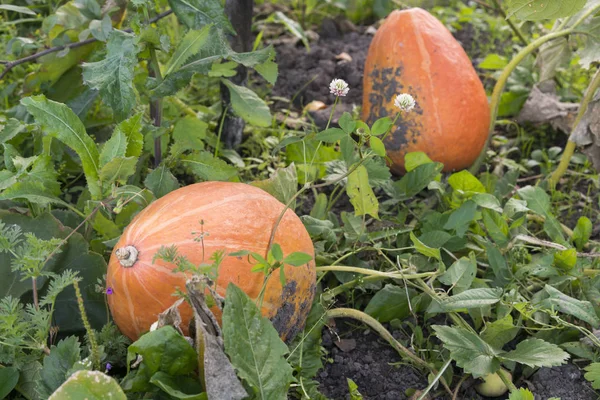 Orange pumpkins grow on the bed — Stock Photo, Image