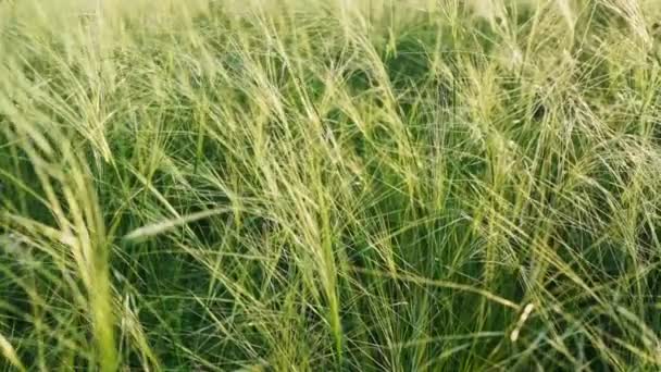 Campo con espiguillas bajo el cielo azul . — Vídeo de stock