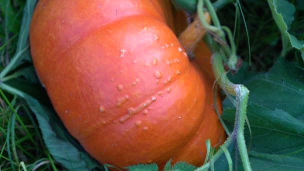 Oranje pompoen groeit op het bed. — Stockvideo