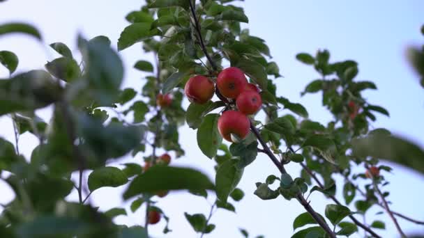 Červená jablka rostou na větvi jabloně pod modrou oblohou — Stock video