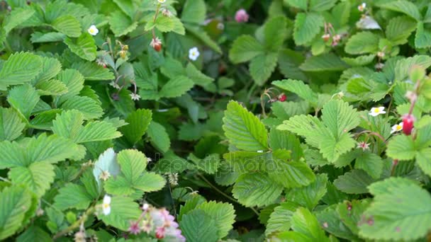 Erdbeeren wachsen auf dem Gartenbeet — Stockvideo