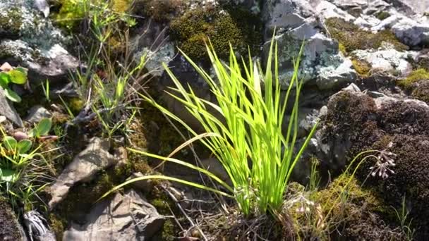jeunes pins poussent entre les pierres. Forme floue à forte 
