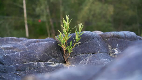 Το φυτό αναπτύσσεται από πέτρες. Το φόντο του δρόμου — Αρχείο Βίντεο