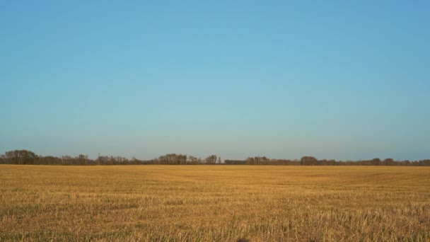 Campo di grano falciato sotto un cielo blu — Video Stock