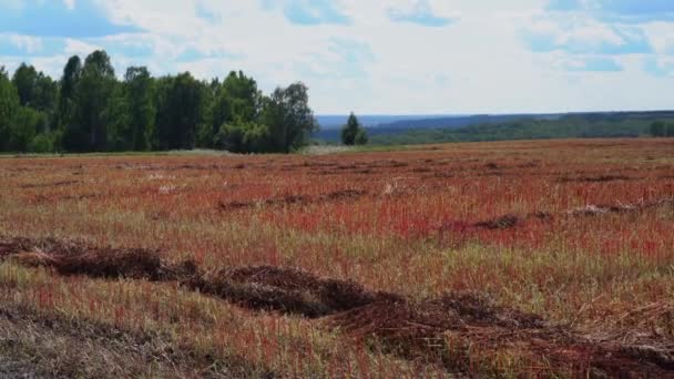 Красное и оранжевое поле под голубым небом . — стоковое видео