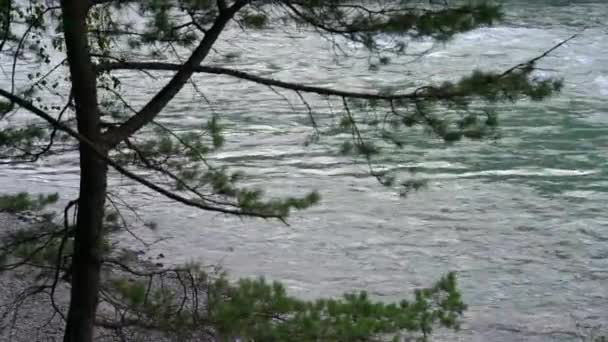 Rio da montanha flui contra as árvores — Vídeo de Stock