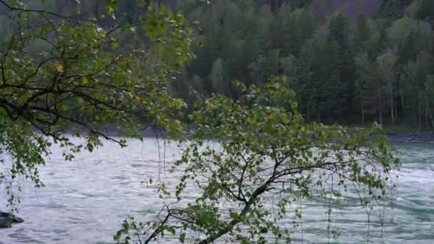 Las ramas de un árbol se escuchan sobre el telón de fondo de un río de montaña — Vídeos de Stock