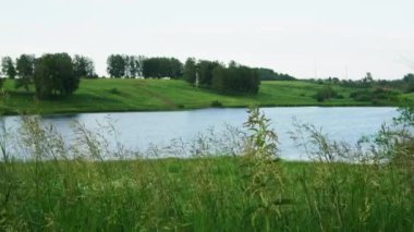 Spikelets ve çim zemin gölün karşı rüzgarda sallanan