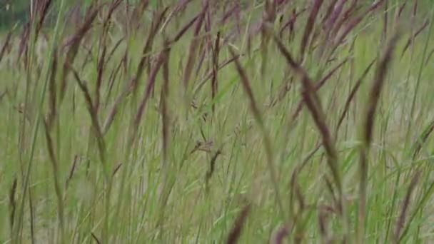 Трава на ветру — стоковое видео