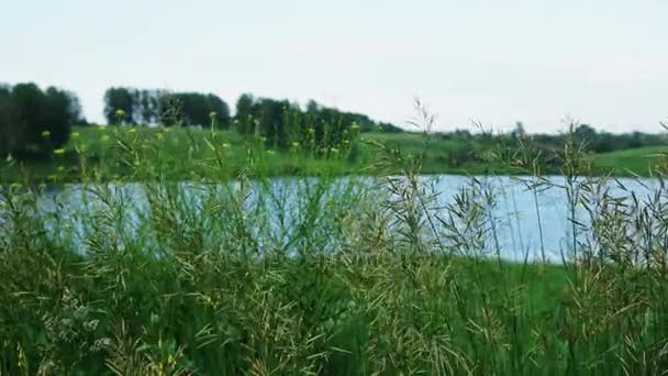 Espiguillas y hierba balanceándose en el viento sobre el telón de fondo del lago — Vídeo de stock