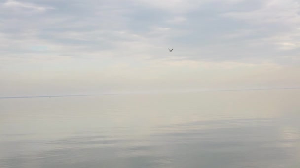 De meeuw vliegt langs de kust — Stockvideo