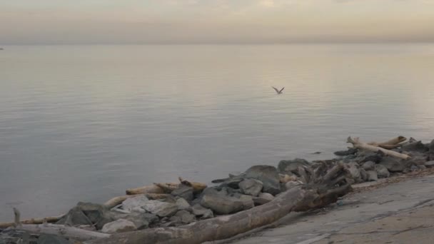 Чайка летит вдоль берега — стоковое видео