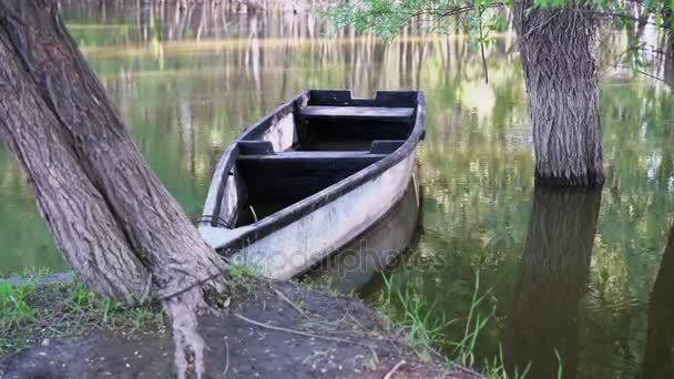 Um barco de madeira vazio amarrado a uma árvore na margem do lago — Vídeo de Stock