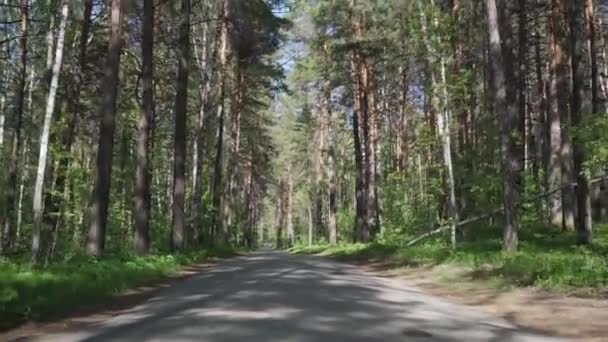 Pins en forêt, vue de derrière . 