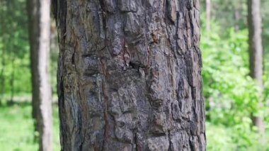 Çam kabuğu. Ormandaki ağaç. 