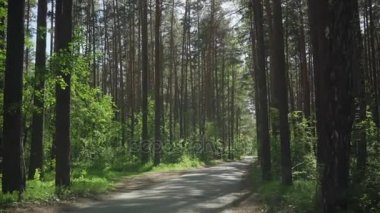 yol bir çam ormanı